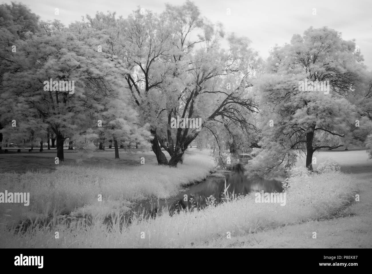 Eine märchenhafte, schwarz-weiße, lange Aufnahme von Bäumen und Kanal in einem Park mit Bewegung in den Zweigen und Blättern. Stockfoto