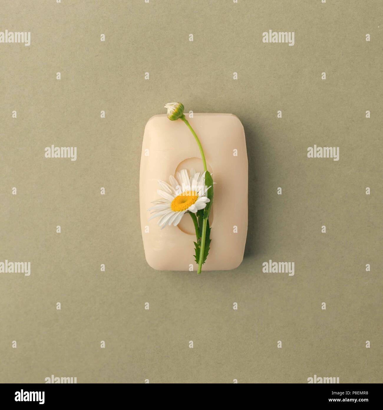Bar handgemachte Seife mit Kamillenblüten über grün Pastell grunge Hintergrund. Stockfoto