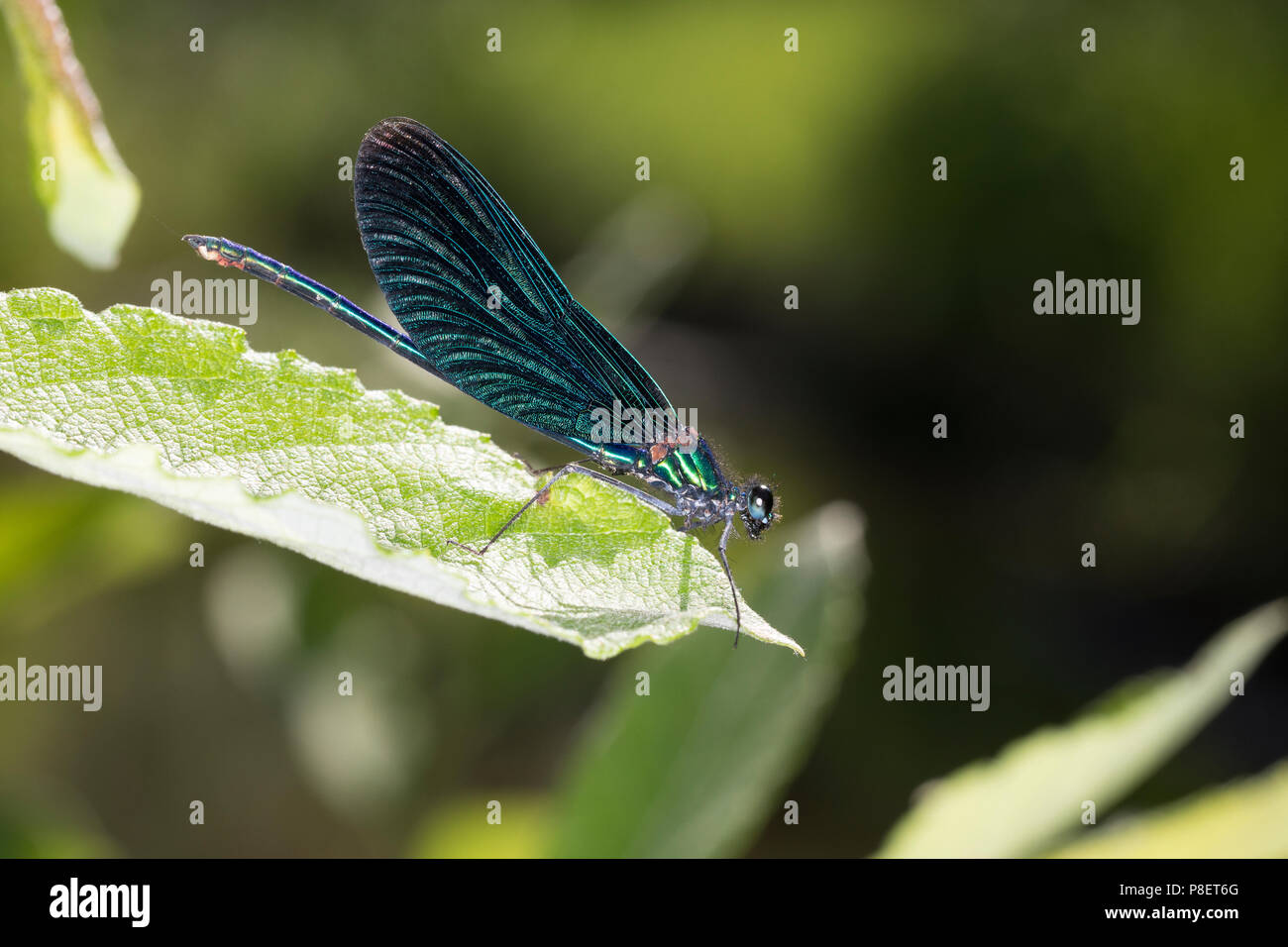 Blauflügel-Prachtlibelle, Prachtlibelle, Männchen, Calopteryx Virgo, bluewing, schöne Demoiselle, demoiselle agrion, männlich, le Caloptéryx vierge, le Stockfoto