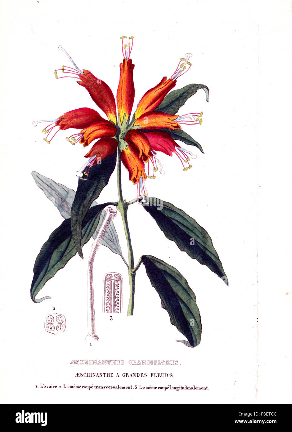 1800s Art Print-Aeschinanthus Grandiflorus. Eine Aeschinanthe grandes Fleurs Stockfoto