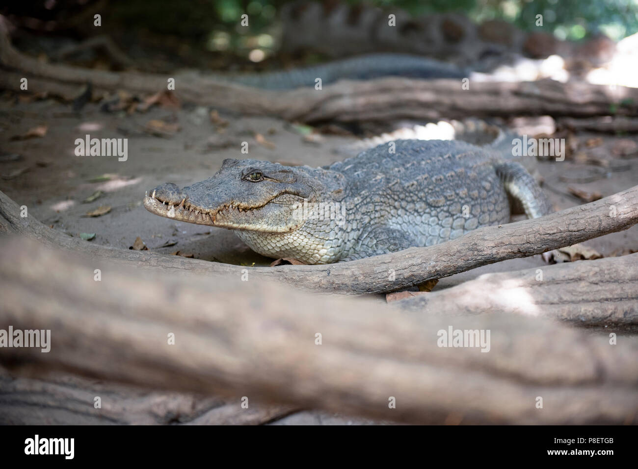 West African Krokodil (Crocodylus suchus) am Kachikally Krokodil Pool in Bakau Newtown, Gambia, Westafrika. Stockfoto