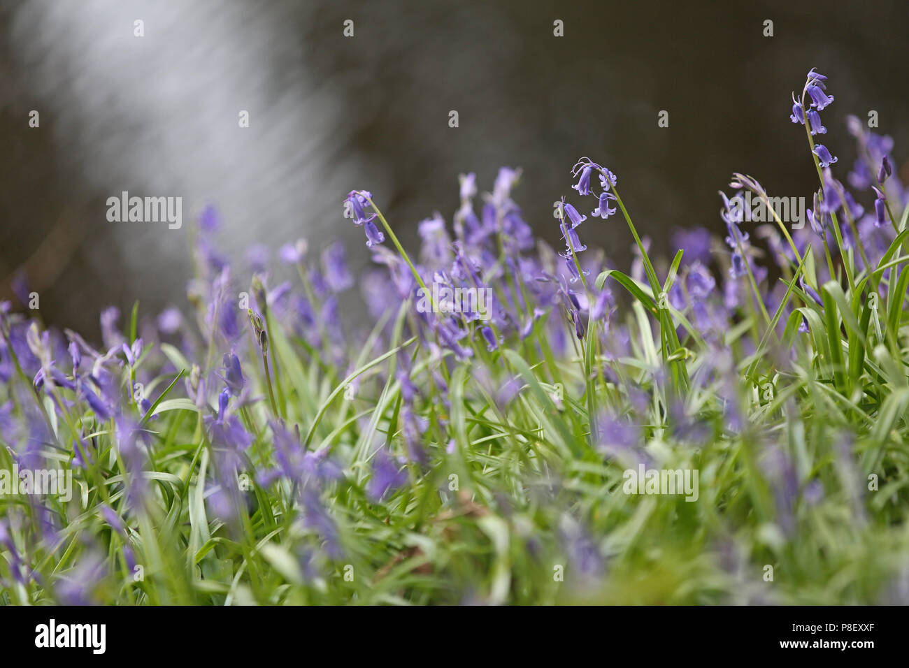 Bluebells, Robin Hood, Derbyshire UK Stockfoto