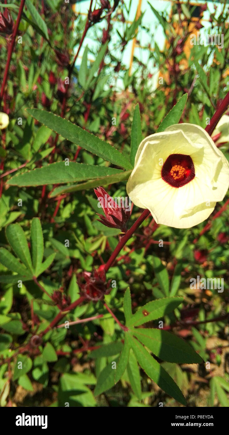 Blume war im Hochland, Myanmar Stockfoto