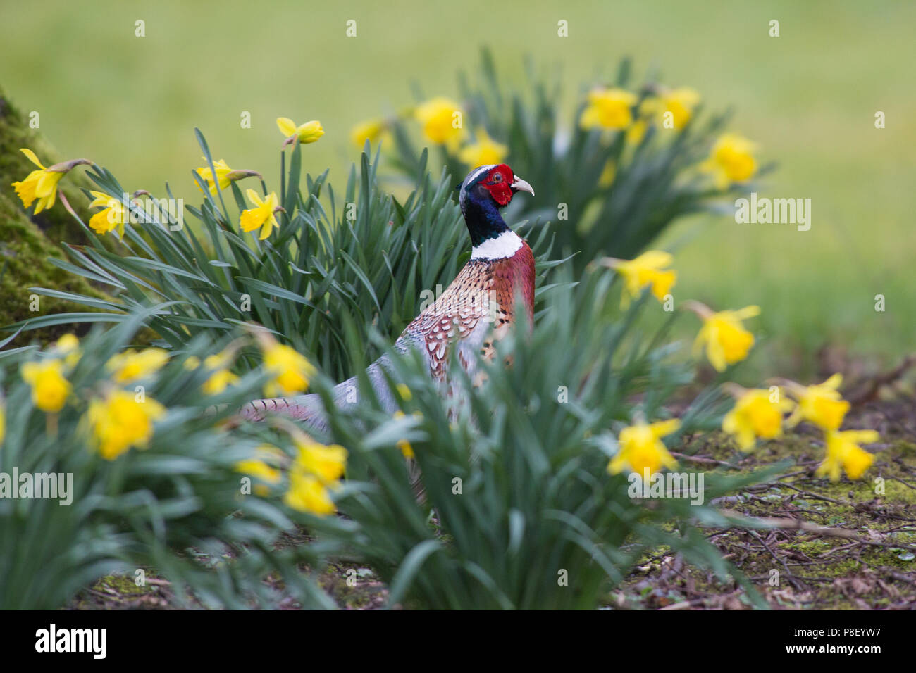 Fasan, Derbyshire Peak District DE Stockfoto