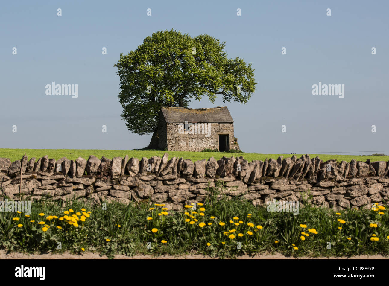 Scheune und Baum, Youlgreave, Derbyshire UK Stockfoto