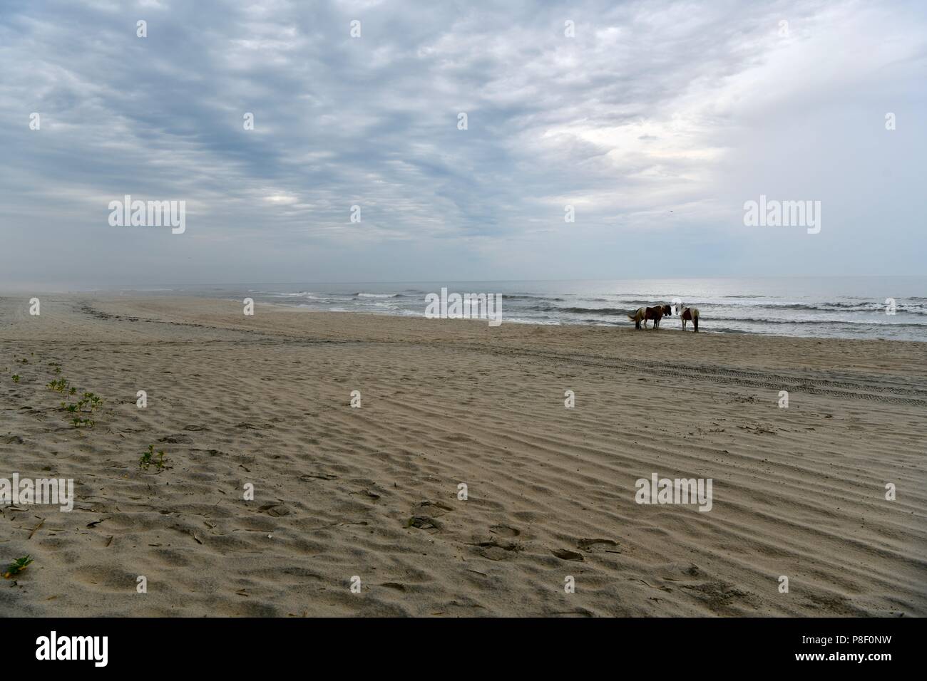 Wilde Pferde Roaming der Strand auf Assateague Island, MD, USA Stockfoto