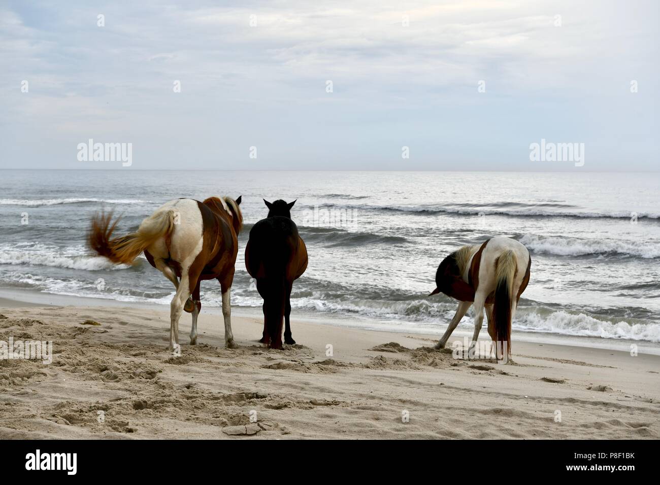 Wilde Pferde Roaming der Strand auf Assateague Island, MD, USA Stockfoto