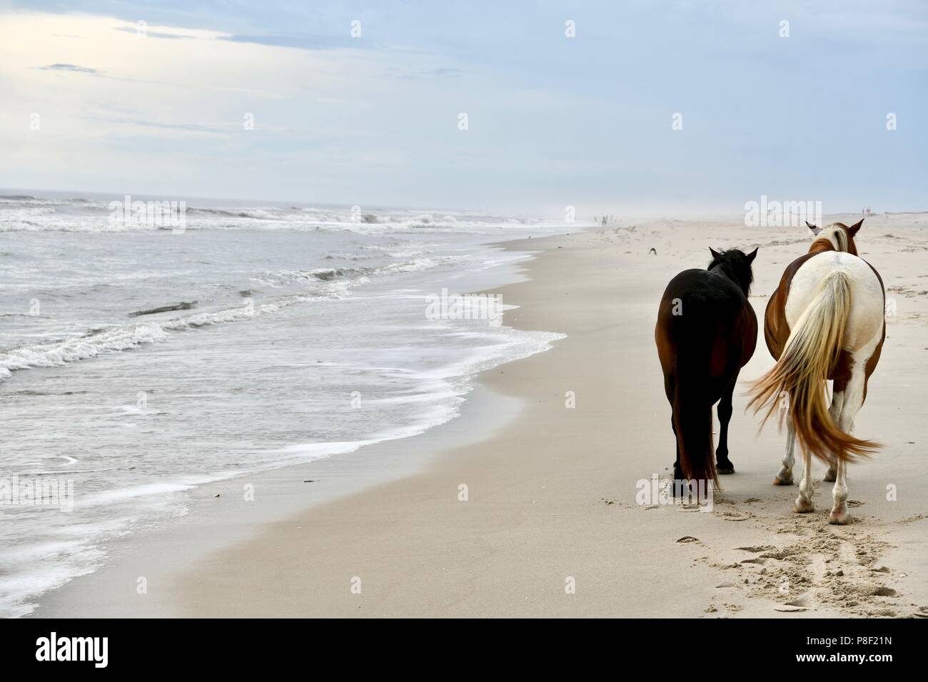 Wilde Pferde Roaming der Strand auf Assateague Island, MD, USA Stockfoto