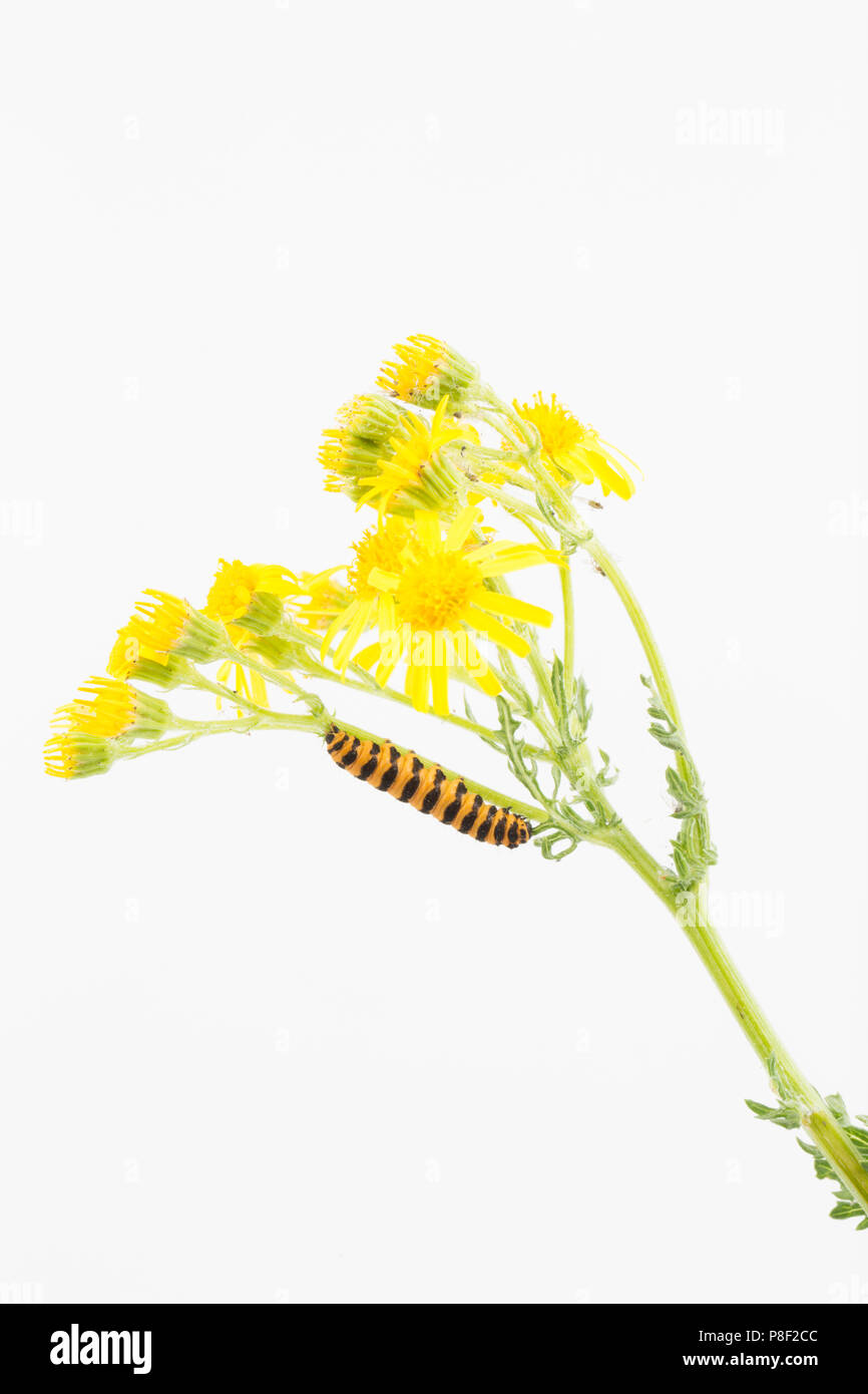 Eine einzelne Zinnober motte Caterpillar, Tyria jacobaeae, in einem Studio fotografiert auf einem weißen Hintergrund Fütterung auf Ragwort, Jacobaeae vulgaris. Norden Dors Stockfoto