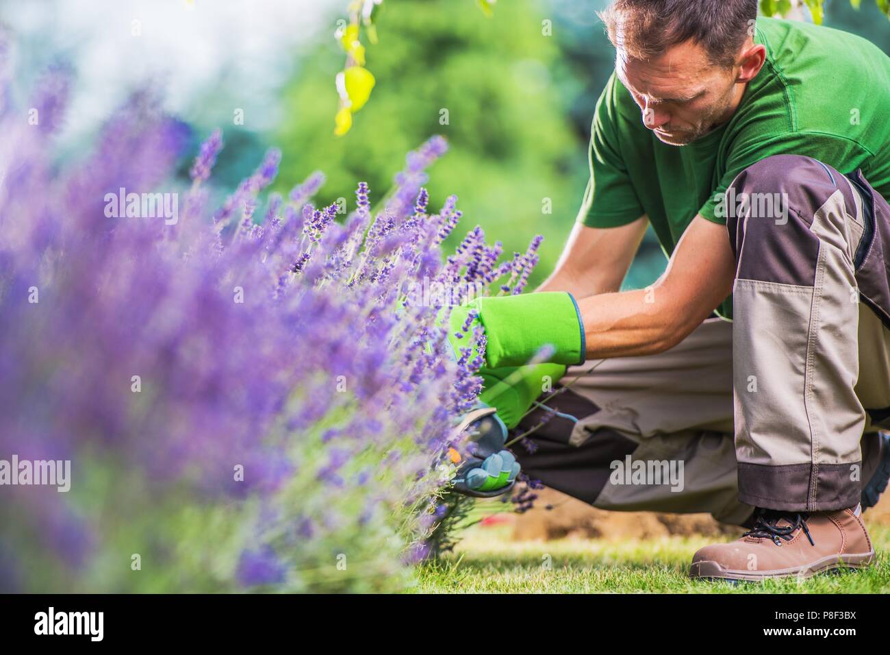 Kaukasische Männer Reinigung Garten arbeitet. Entfernen von Unkraut und Pflege von Blumen. Stockfoto