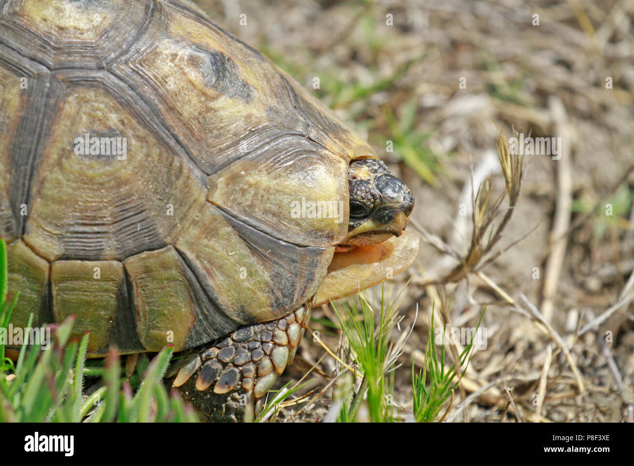 Ein anwinkeln Schildkröte (Chersina angulata) im West Coast National Park Langebaan, Südafrika. Stockfoto