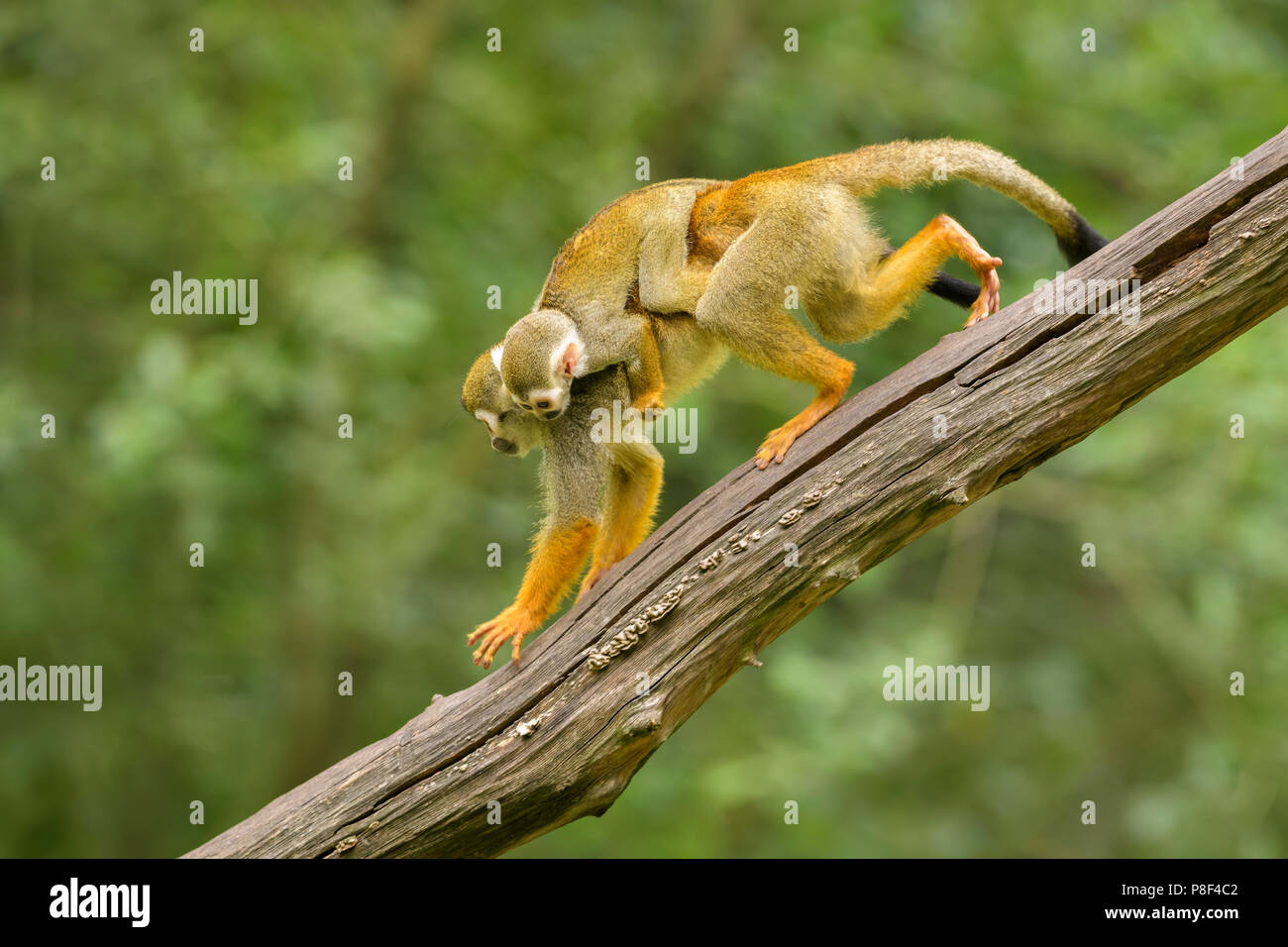Gemeinsame Squirrel Monkey - Saimiri sciureus, schöne Primas aus Südamerikanischen Wald. Stockfoto