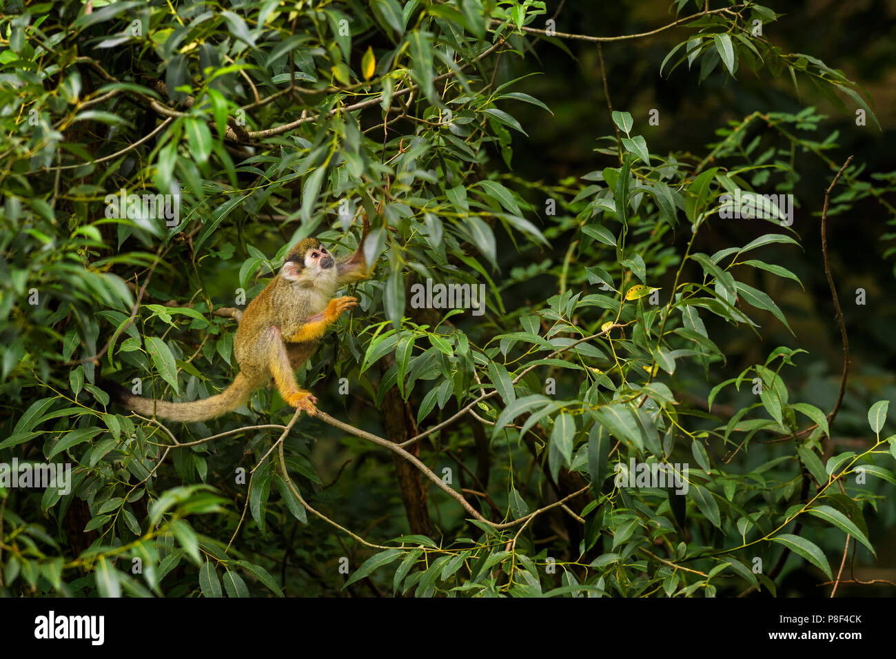 Gemeinsame Squirrel Monkey - Saimiri sciureus, schöne Primas aus Südamerikanischen Wald. Stockfoto