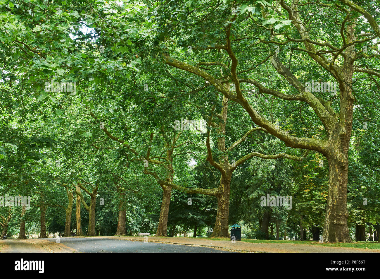 Allee der Bäume in Finsbury Park, North London UK, im Sommer Stockfoto