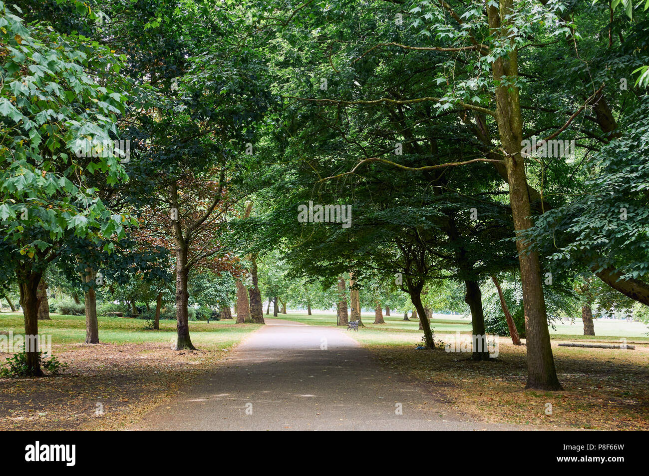 Pfad durch Finsbury Park, North London UK, mit Bäumen, im Sommer Stockfoto