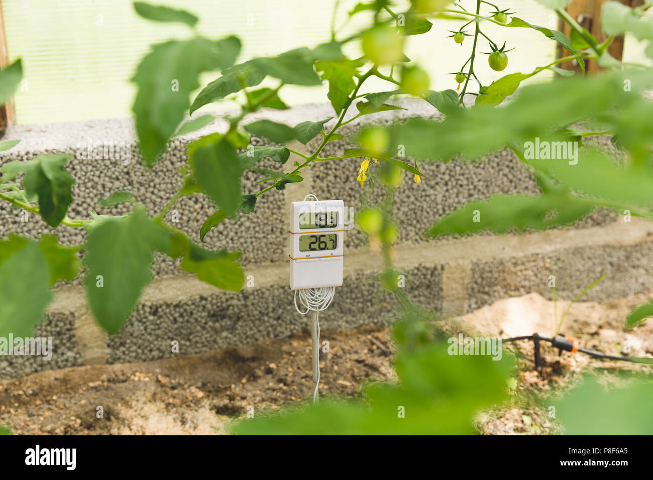 Messung und Kontrolle der Temperatur im Gewächshaus Stockfoto