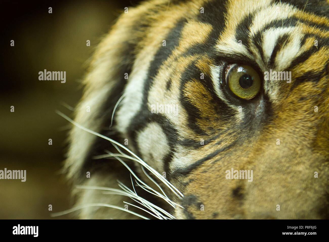 Auge des Tigers, Tiger-Porträt nah dran Stockfoto