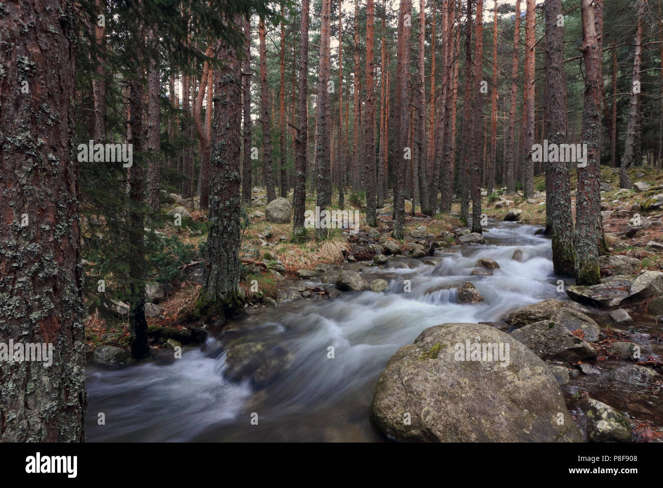 Eco-trail" Beli Iskar' abwechselnde Täler, enge Schluchten, Riverside Relief und Nadelwälder in malerischer Weise präsentiert die Schönheit von Rila Stockfoto