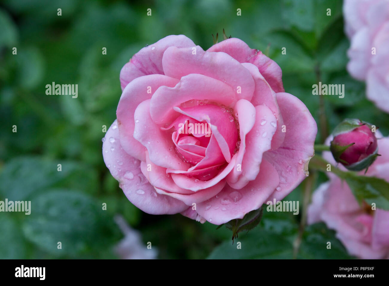 Pretty Polly Rosa Terrasse Rose Stockfoto