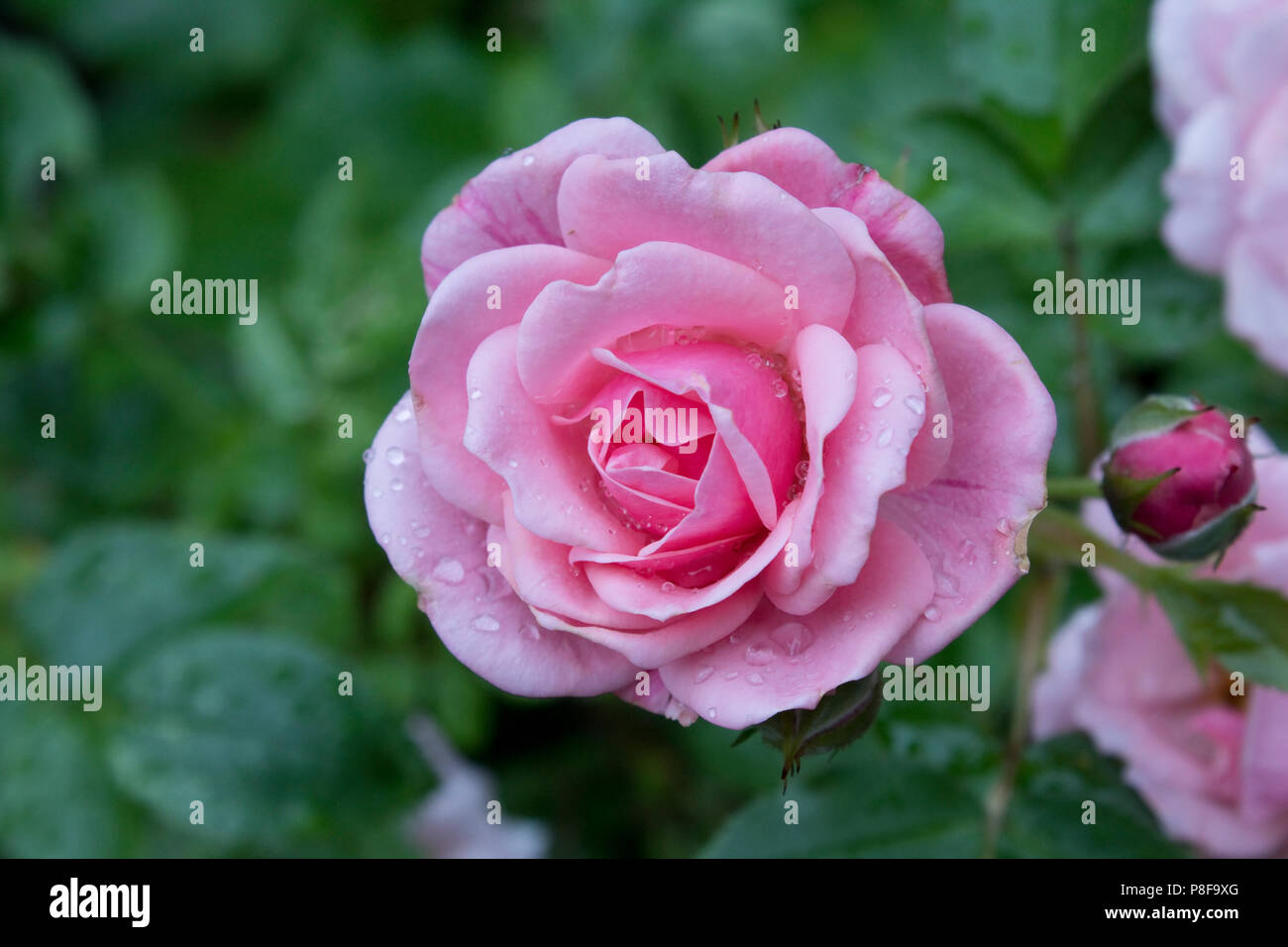 Pretty Polly Rosa Terrasse Rose Stockfoto