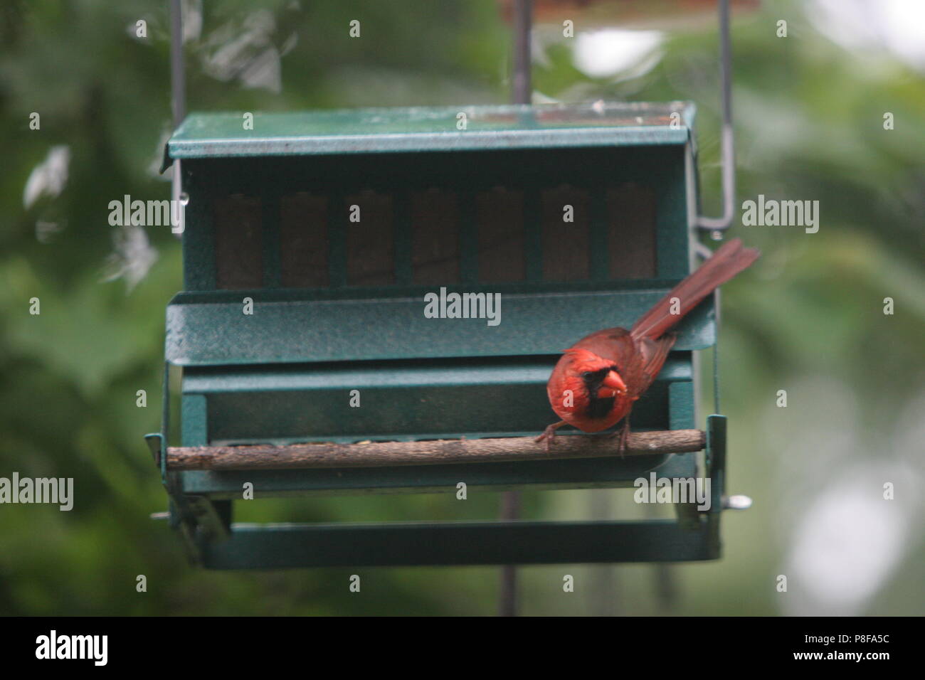 Genießen Sie die leuchtend rote Farbe der männlichen Kardinal Vogel Stockfoto