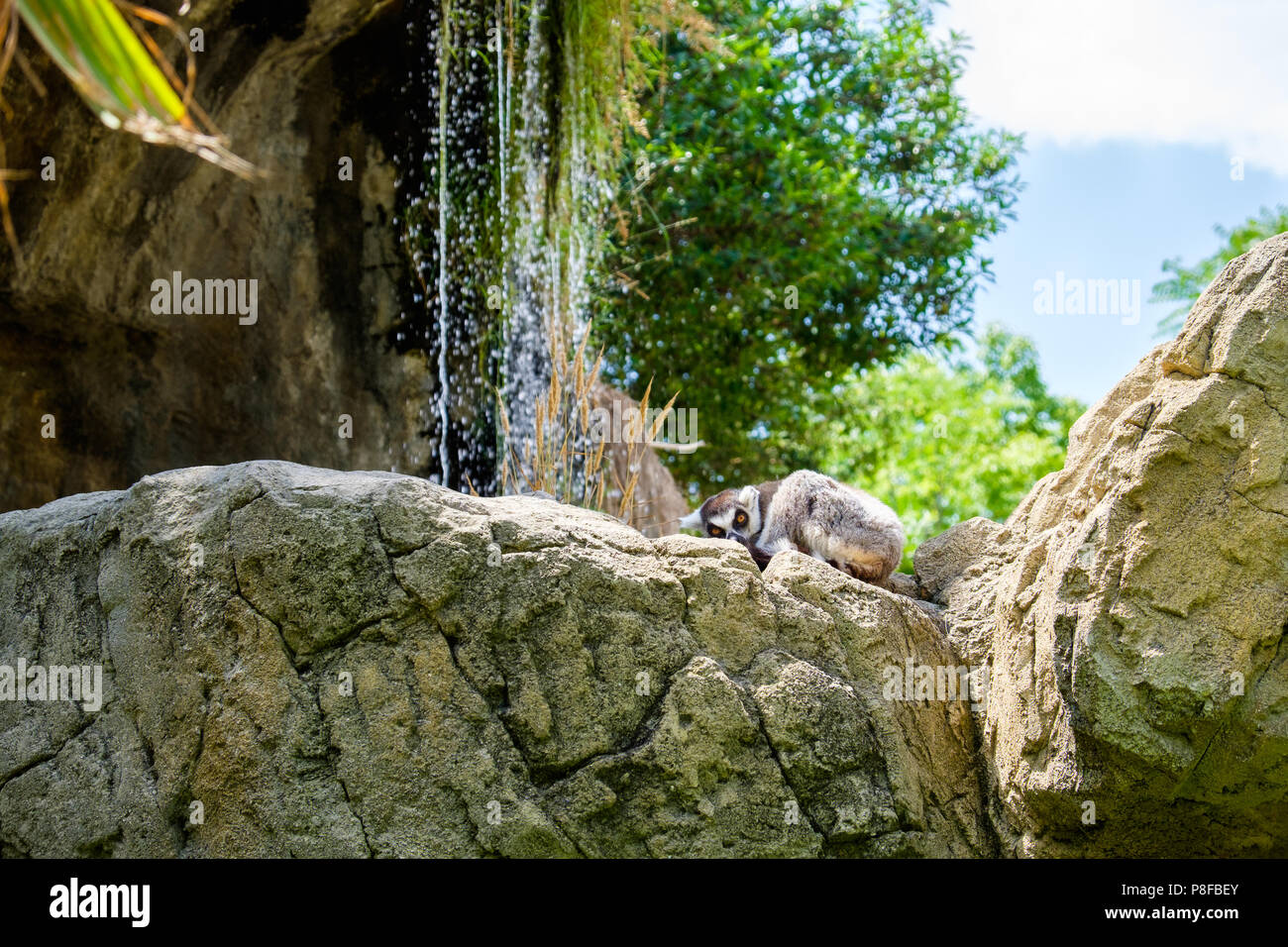 Lemur auf dem Felsen, entspannte Körperhaltung. Stockfoto