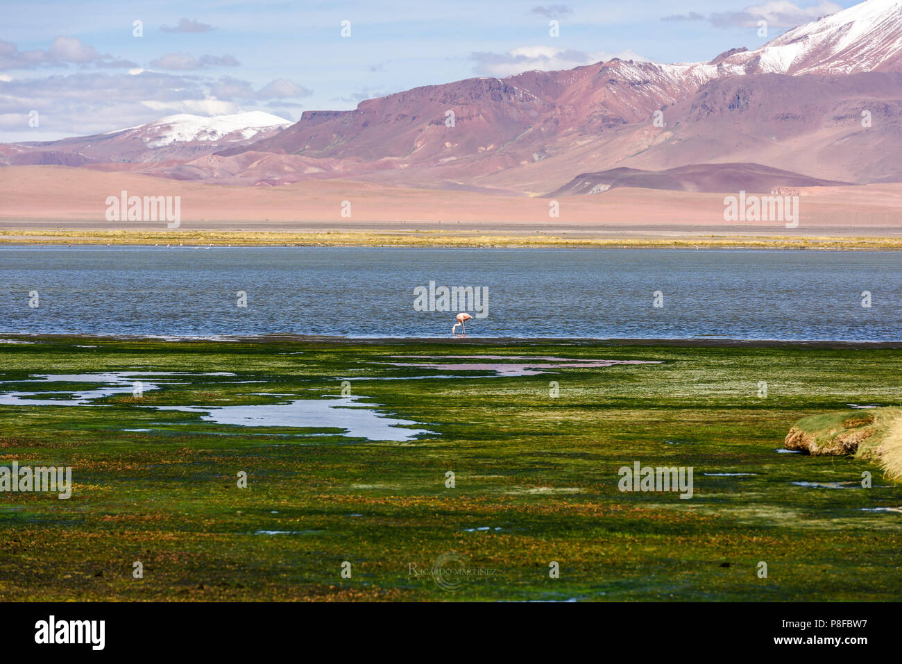Flamingo steht am Rande eines Sees, Paso de Jama, San Pedro de Atacama Antofagasta, Chile Stockfoto