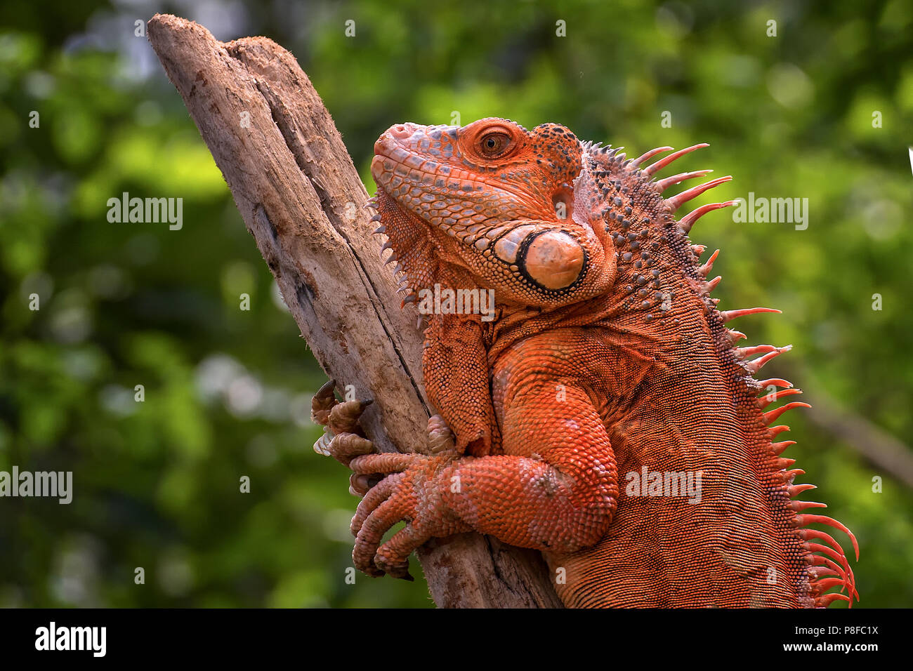 Iguana auf einem Zweig, Yogyakarta, Indonesien Stockfoto