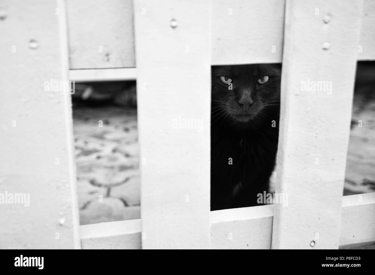 Grumpy schwarze Katze, verärgert Schwarze Katze Stockfoto