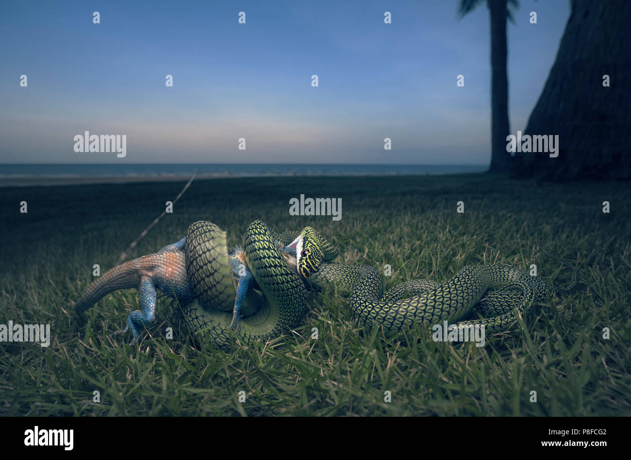 Golden tree snake (Chrysopelea ornata) Angriff auf einen Wald Lizard (calotes mystaceus), Hua Hin Prachuap Khiri Khan Provinz, Thailand Stockfoto