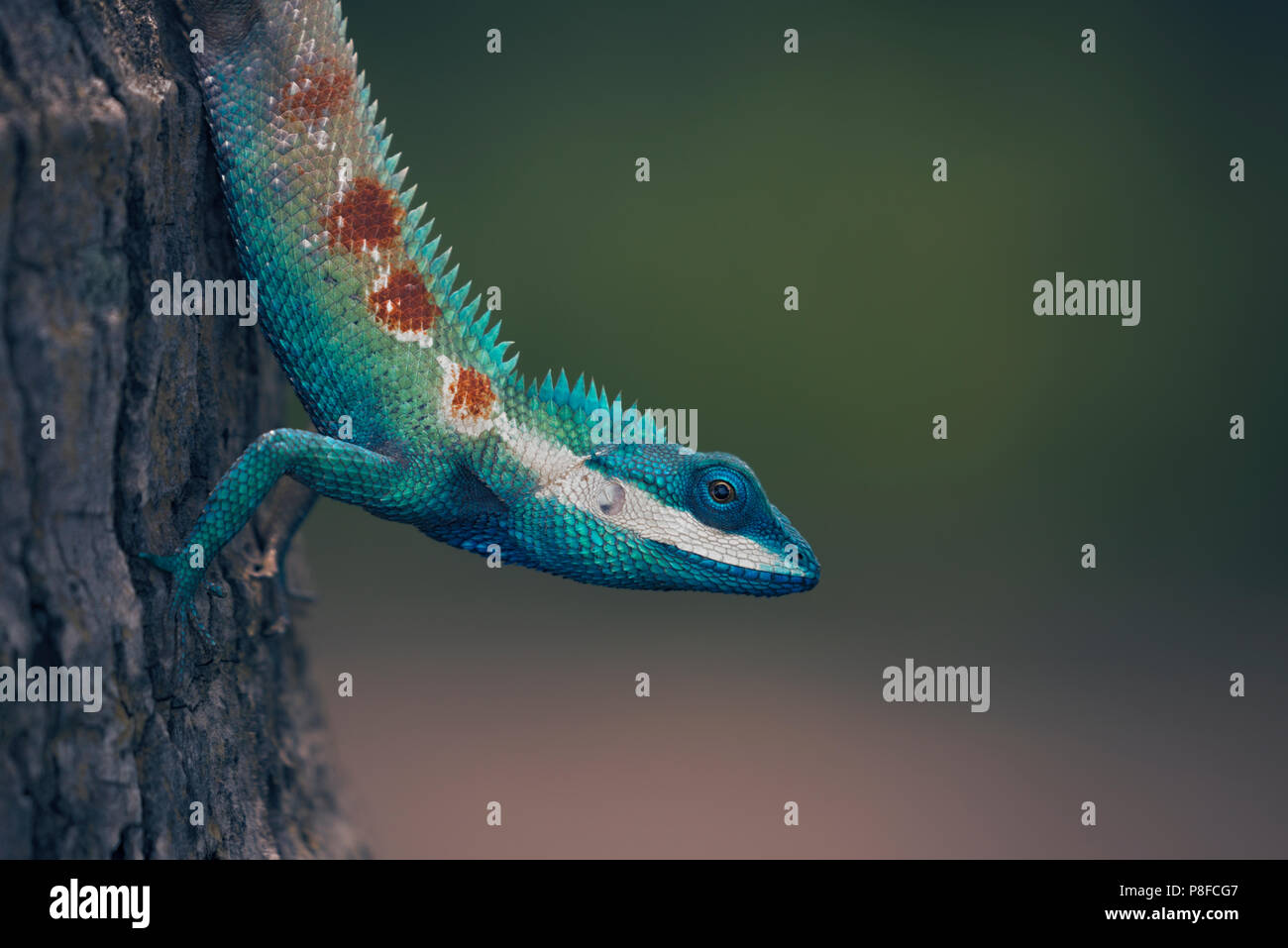 Porträt eines blauen Crested Lizard (Calotes mystaceus), Thailand Stockfoto