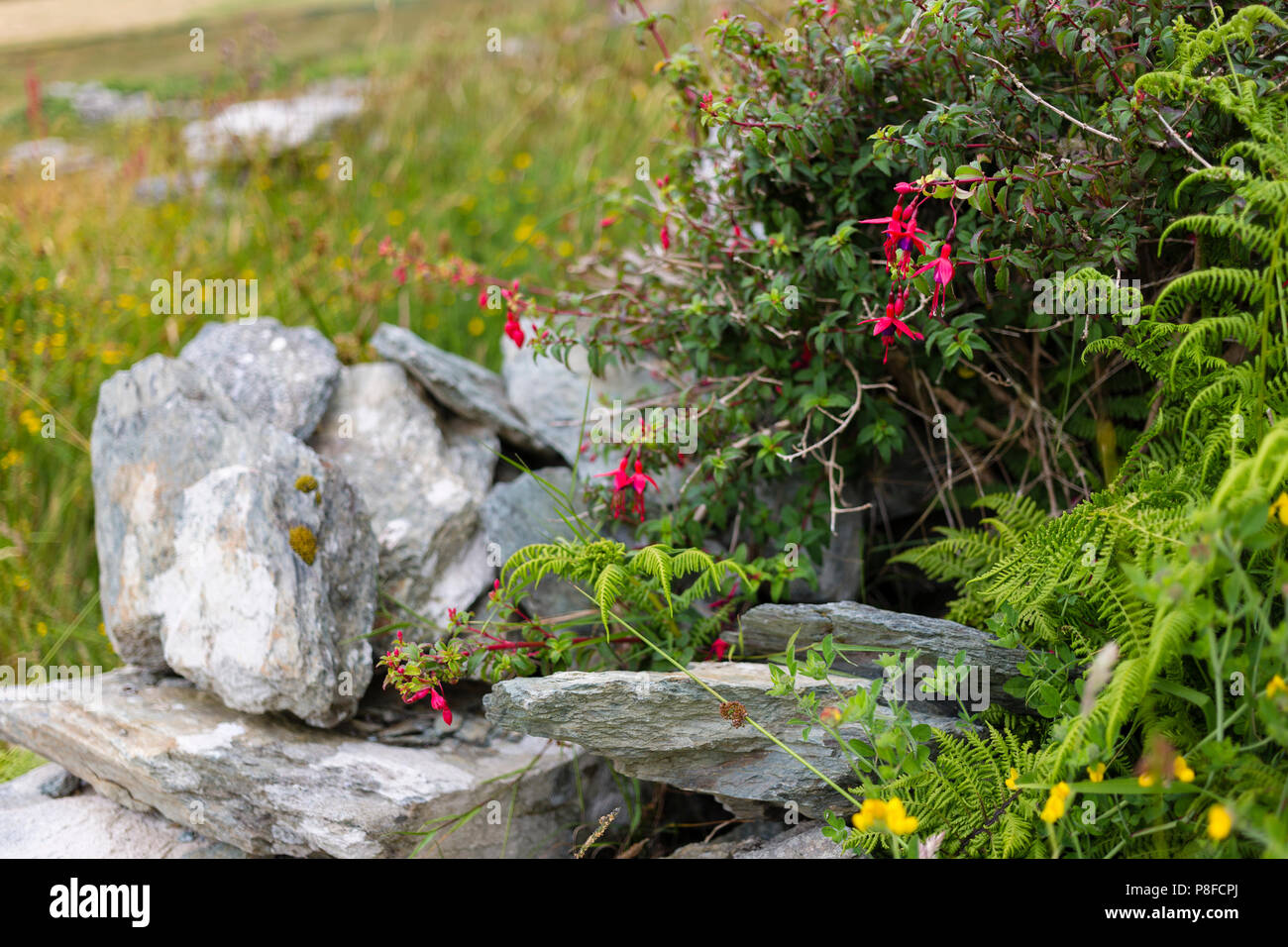 Trockenmauer mit Fuchsia Anlage auf Valentia Island County Kerry Irland Stockfoto