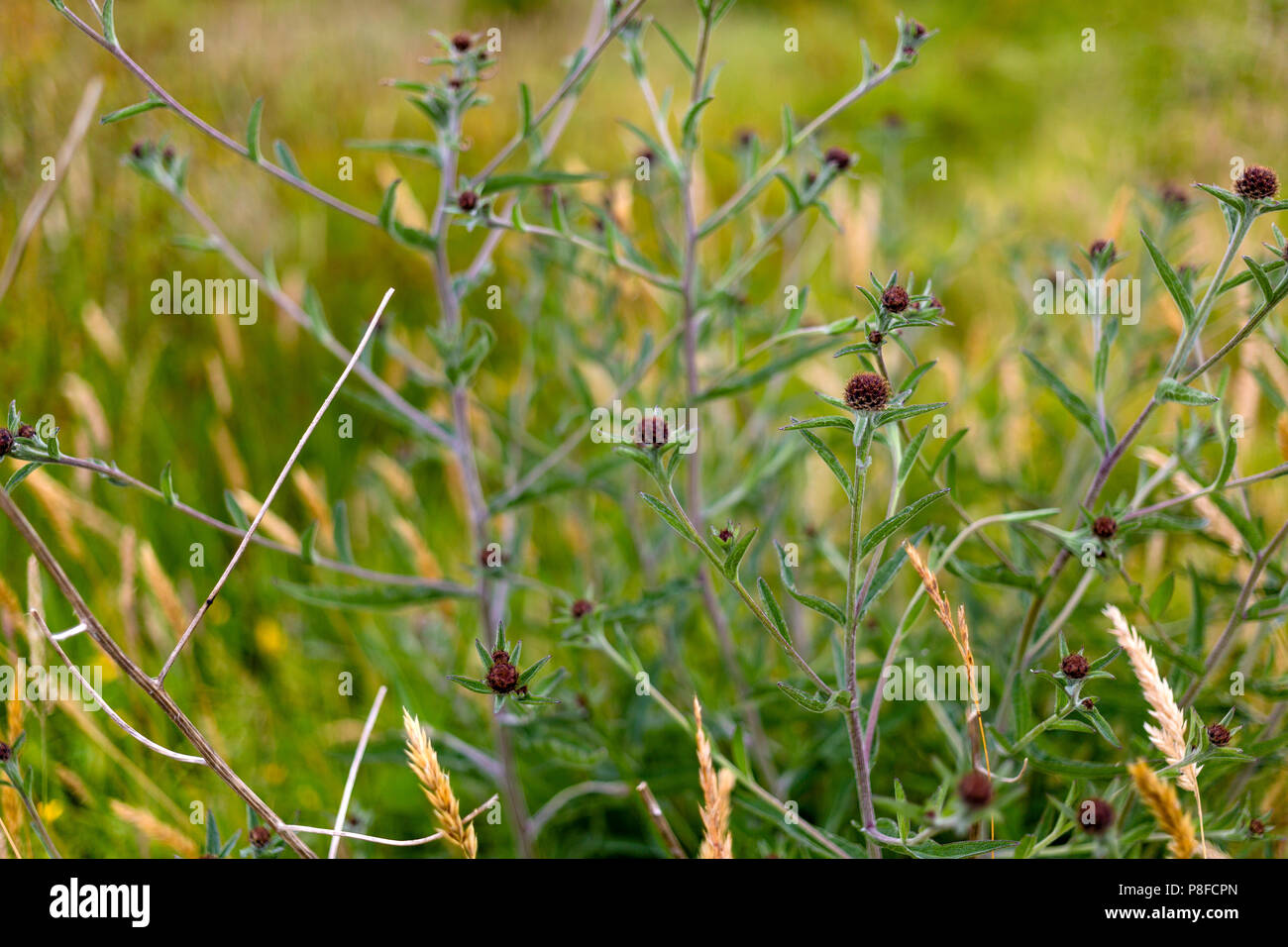 Flockenblume Knospen, wild wachsende, County Kerry Irland Stockfoto