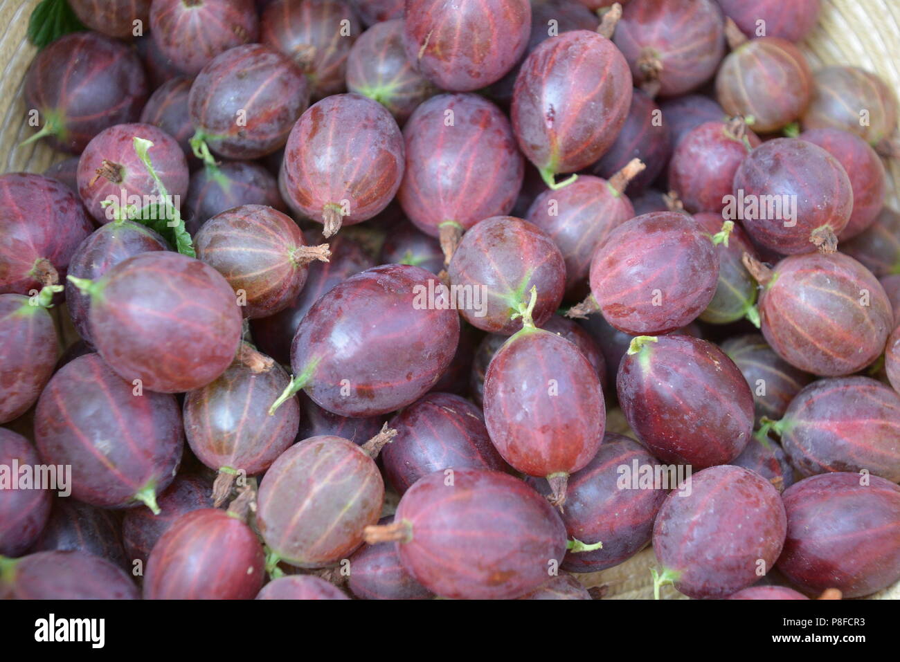 Rote stachelbeere Hinnonmäki, köstliche innen mit einem spritzigen Außenhaut Stockfoto