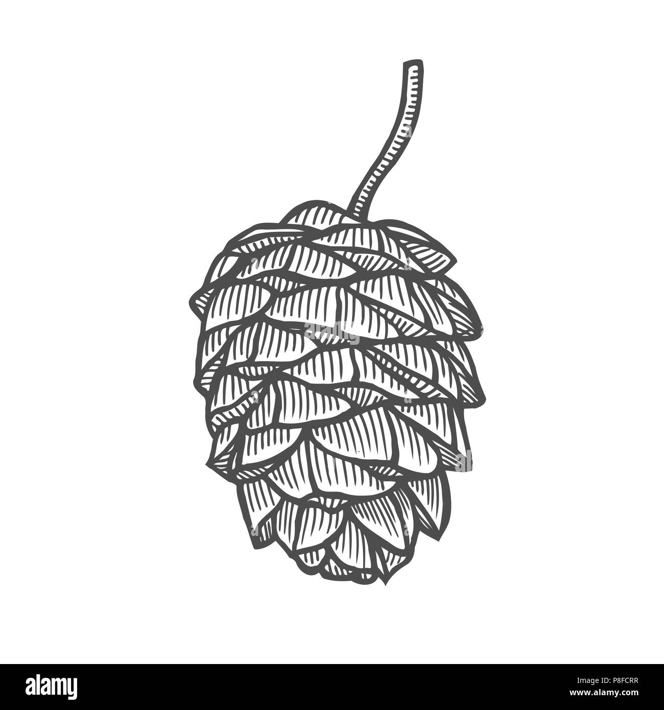 Hand gezeichnet Pine Cone. Vintage Vector Illustration Stock Vektor