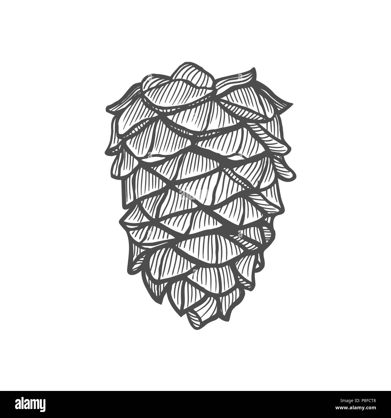 Hand gezeichnet Pine Cone. Vintage Vector Illustration Stock Vektor