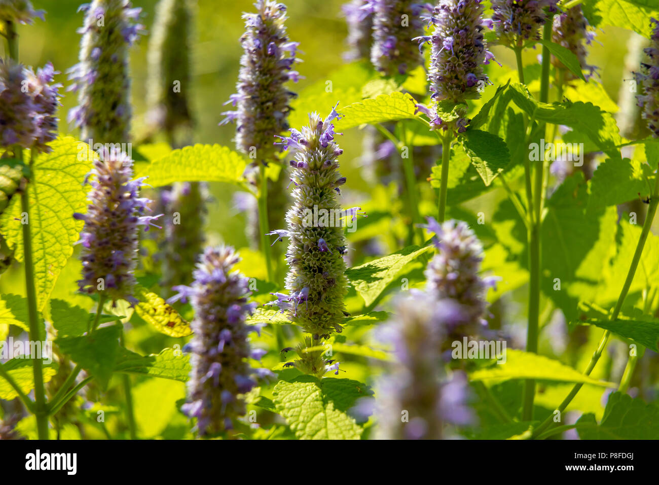 Anis Ysop Blume in einem botanischen Garten an einem sonnigen Tag Stockfoto
