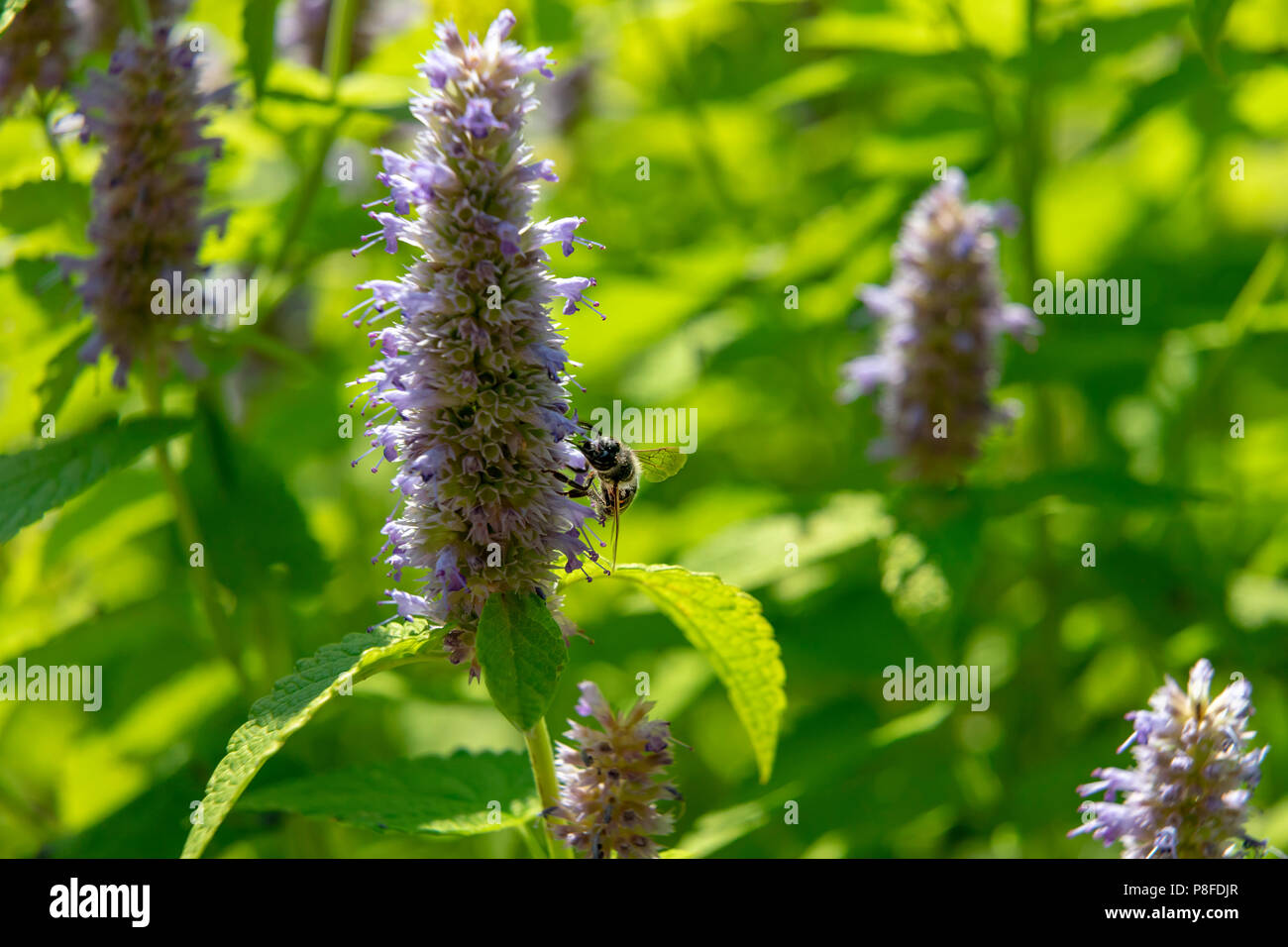 Anis Ysop Blume in einem botanischen Garten an einem sonnigen Tag Stockfoto
