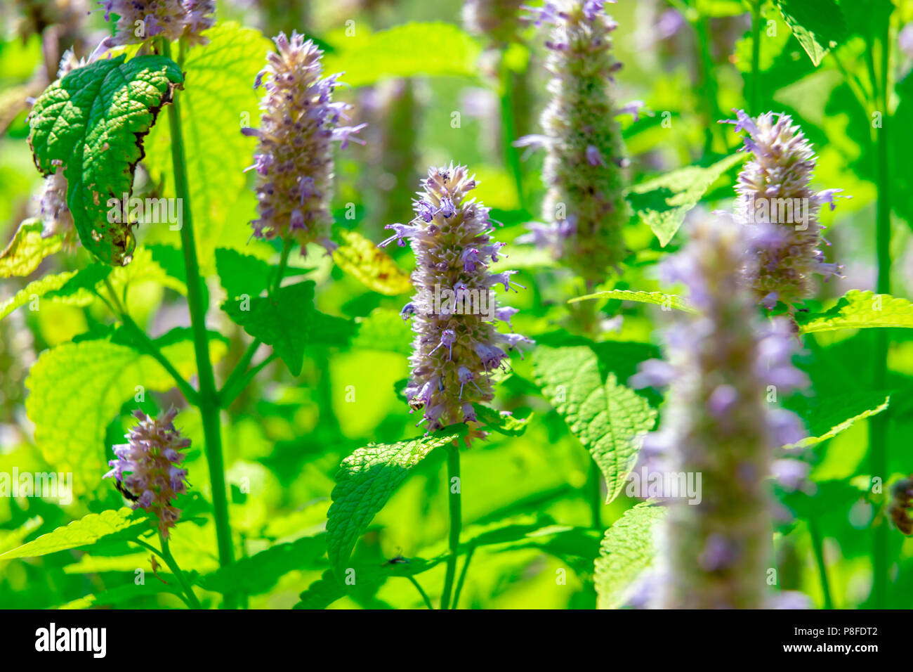 Anis Ysop Blume in einem botanischen Garten an einem sonnigen Tag Stockfoto