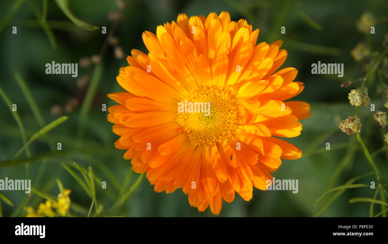 Eine schöne orange Blume Streiks von den Strahlen der Sonne Stockfoto