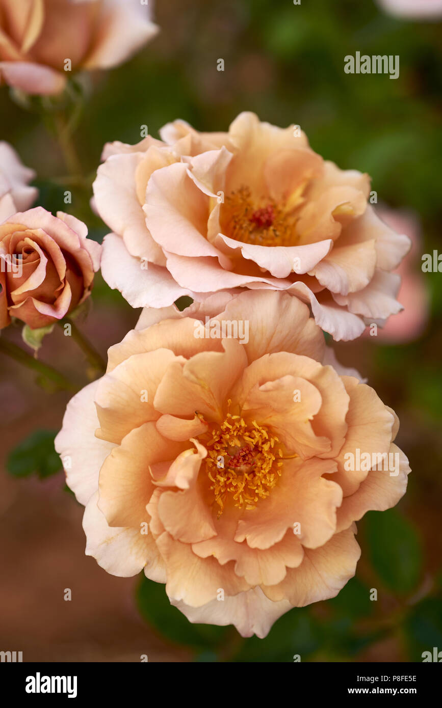 Garten Julia's Rose in voller Blüte gewachsen. Stockfoto