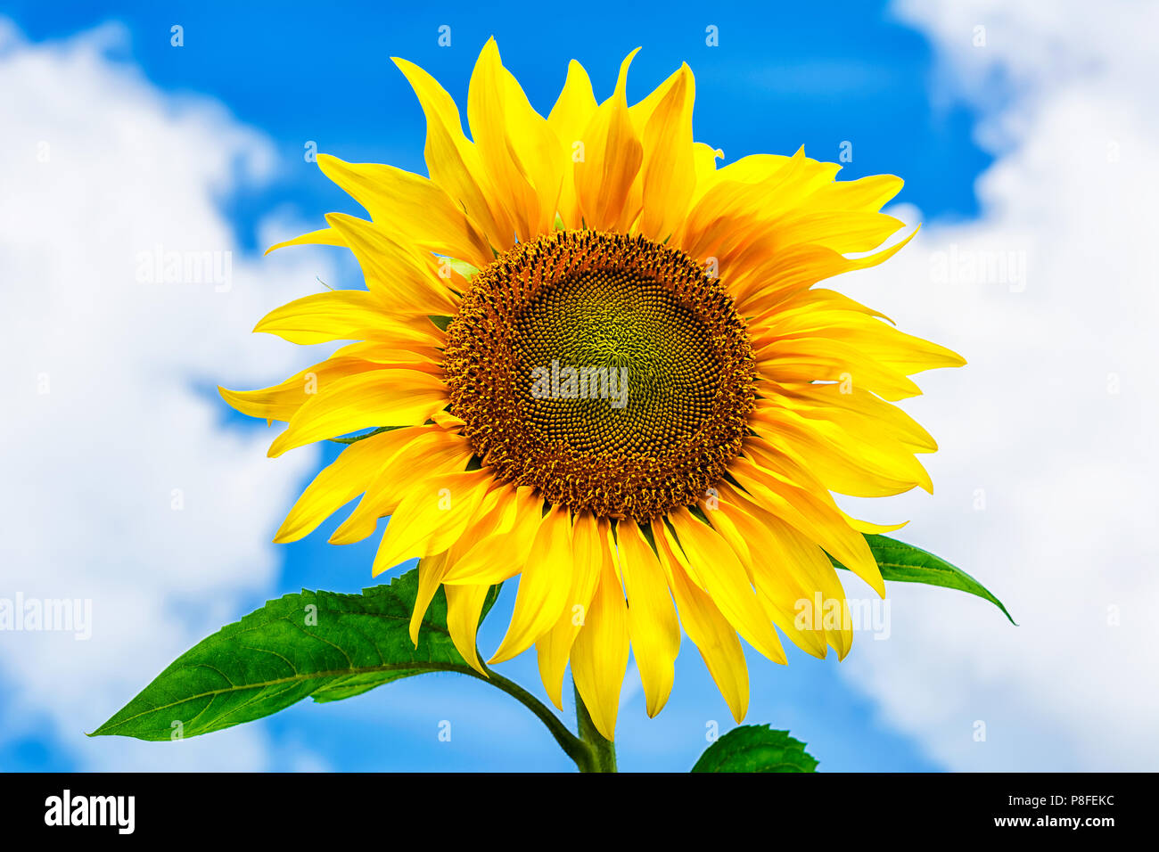 Blühende Sonnenblumen über Sommer und blauer Himmel. Gesunde Ernährung Konzept Stockfoto
