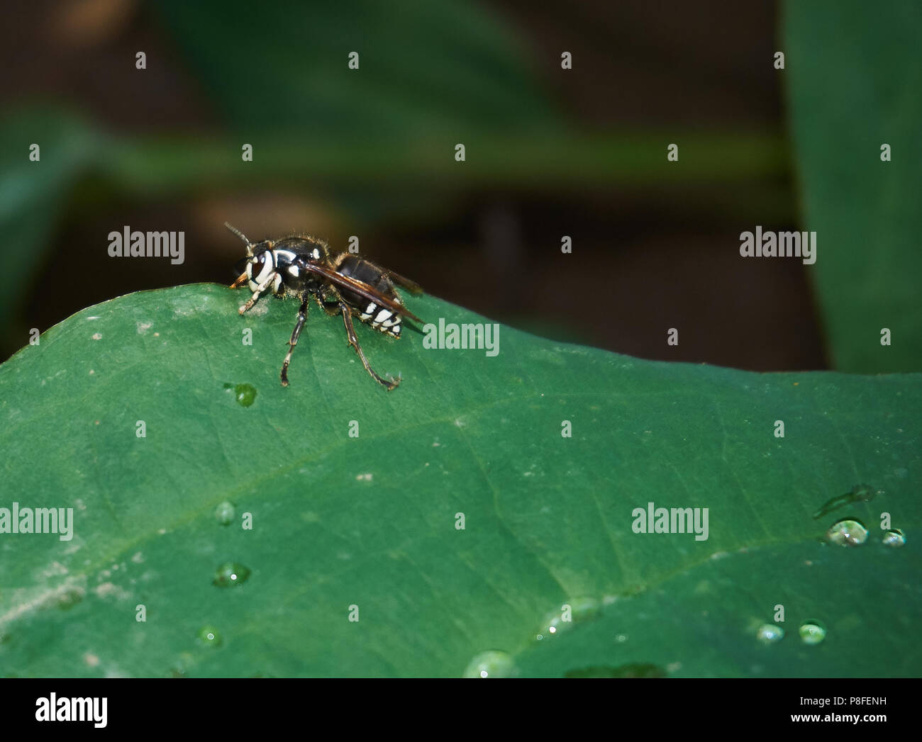 Kahlen konfrontiert Hornet ruht In sumpfigen Wald Stockfoto