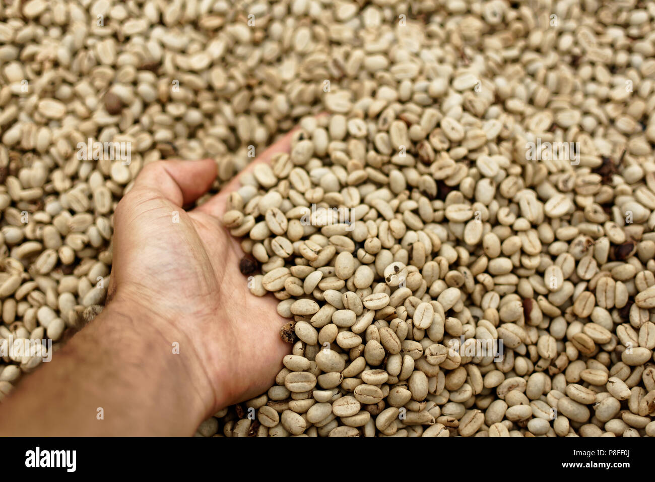 Hand in Trocknung Fach der rohen Kaffeebohnen zu einem kolumbianischen Kaffee Farm. Die vortrocknung der rohen Kaffeebohnen bei der Kaffeeproduktion Stockfoto