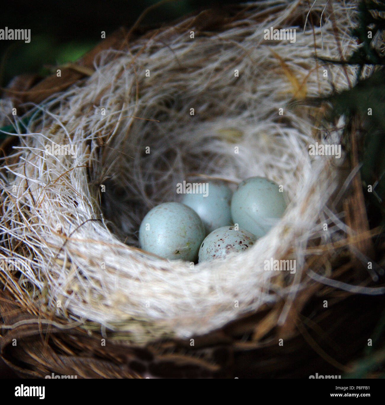 Bird's Nest mit vier blauen Eier Stockfoto