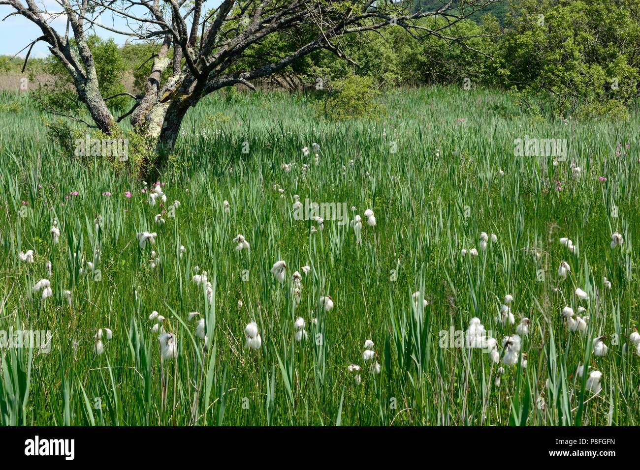 Ffrwd Farm Kot Ffrwd Fen Pembrey Carmarthenshire Wales Cymru GROSSBRITANNIEN Stockfoto