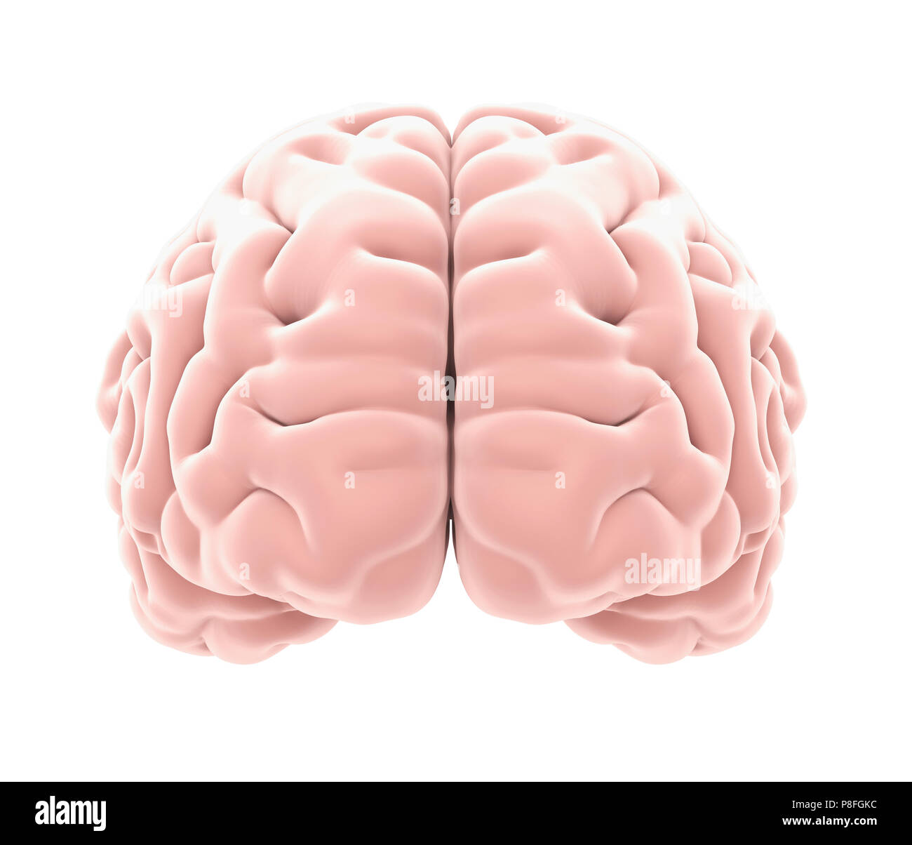Die menschliche Anatomie des Gehirns isoliert Stockfoto