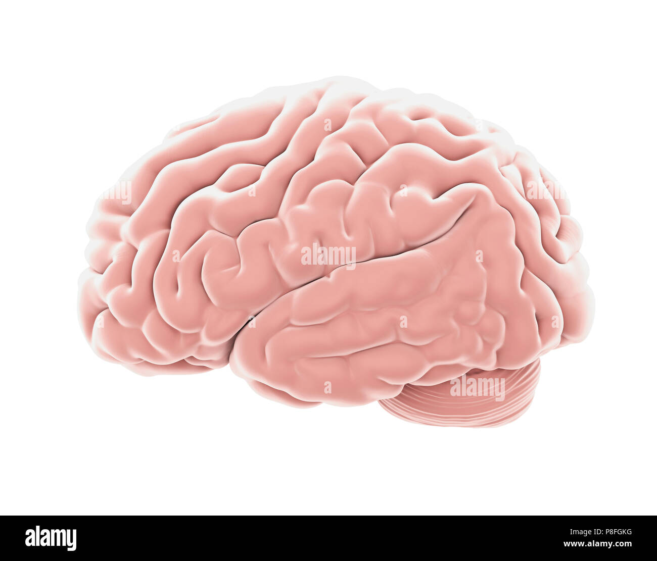 Die menschliche Anatomie des Gehirns isoliert Stockfoto