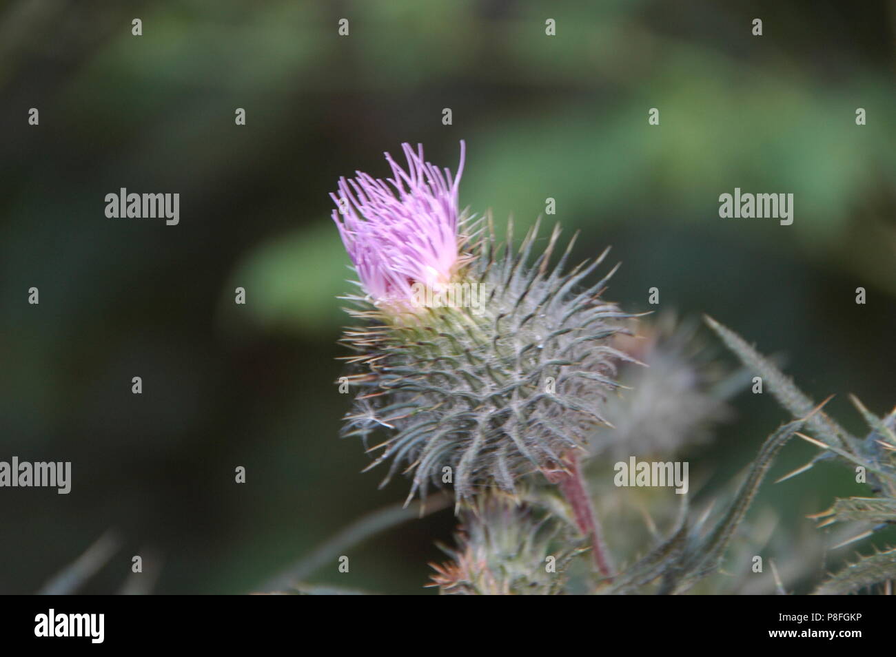 Closeup lila Flor flower See Chabot Castro Valley Kalifornien Stockfoto