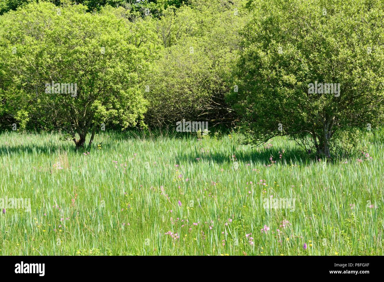 Ffrwd Farm Kot Ffrwd Fen Pembrey Carmarthenshire Wales Cymru GROSSBRITANNIEN Stockfoto